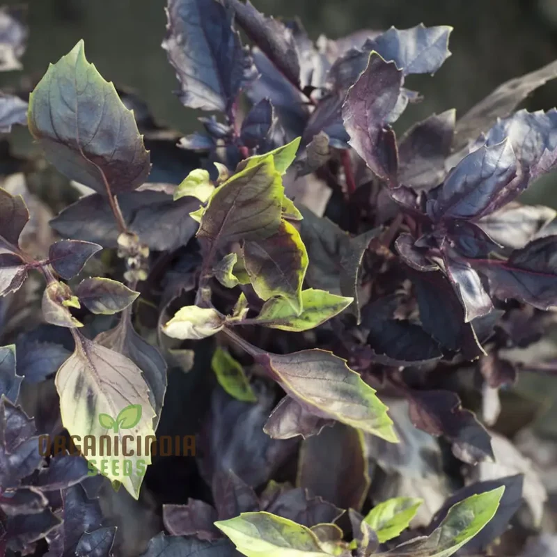 Dark Red Opal Basil Herbs Seeds, Organic Heirloom Herb Seeds for Vibrant Culinary Gardens