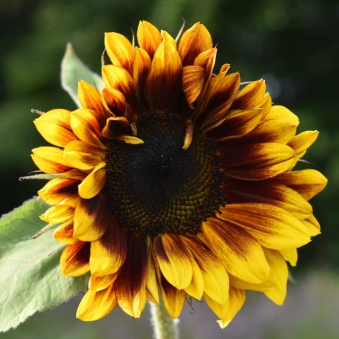 Ruby Passion Sunflower Seeds – Vibrant Red Blooms for Garden Planting