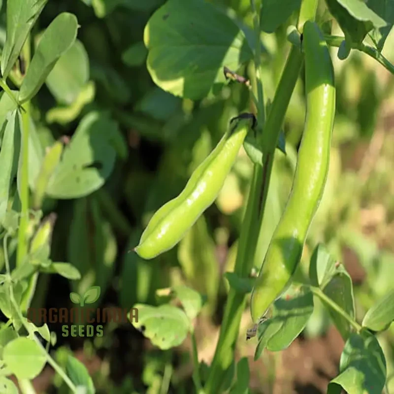 Broad Bean Vegetable Seeds, Cultivate a Bountiful Harvest of Nutritious and Delicious Beans in Your Garden