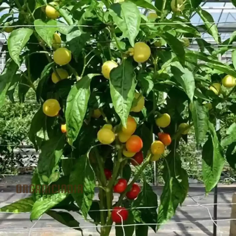 Chilli Somborius Seeds for Gardening | Premium Quality Seeds for Your Garden