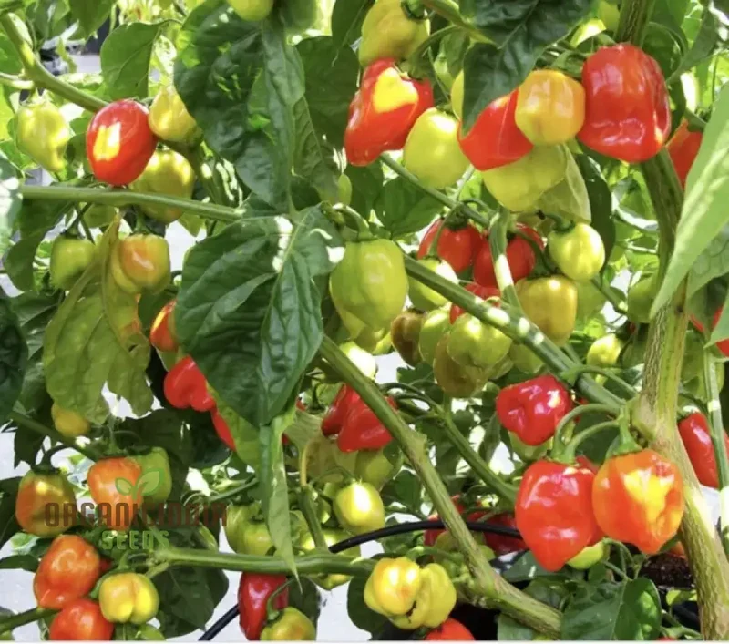 Chilli Somborius Seeds for Gardening | Premium Quality Seeds for Your Garden
