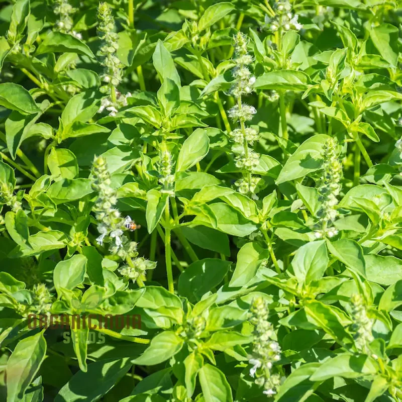 Lemon Basil Herb Seeds, Aromatic Heirloom Basil for Garden and Culinary Easy to Grow