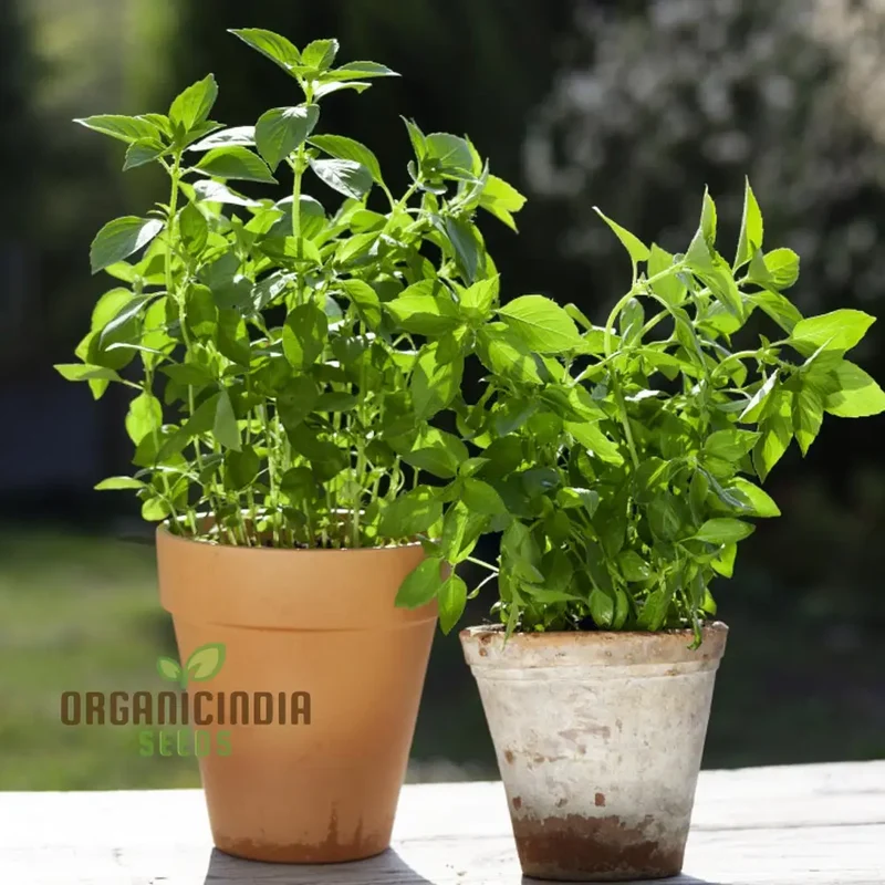 Lemon Basil Herb Seeds, Aromatic Heirloom Basil for Garden and Culinary Easy to Grow