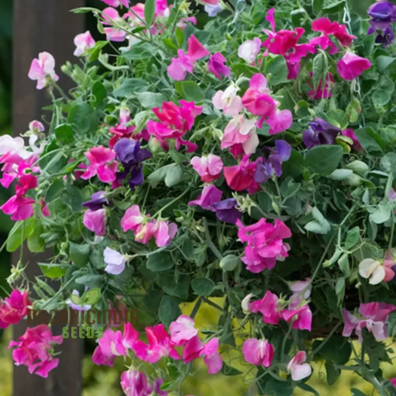Sweet Pea Cupid Mixed Seeds , Elevate Your Gardening Experience with Fragrant, Colorful Blossoms!