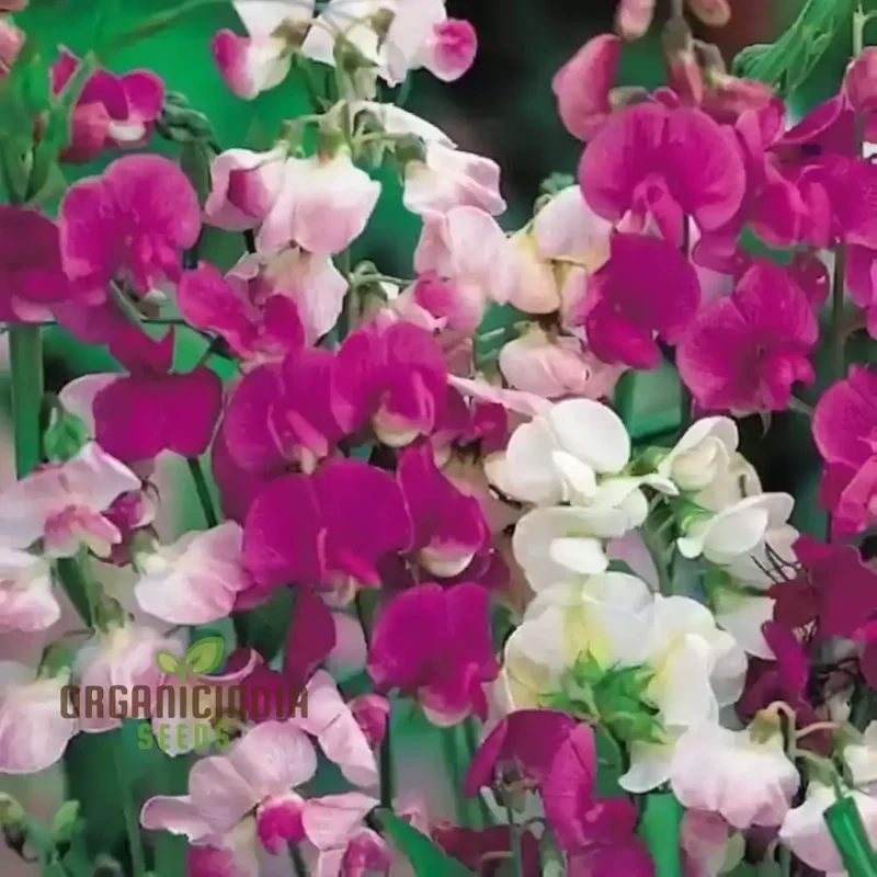 Sweet Pea Cupid Mixed Seeds , Elevate Your Gardening Experience with Fragrant, Colorful Blossoms!