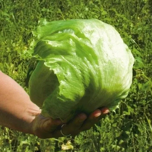 Laitue pommée ‘PYB 7101’ ( Lactuca sativa )