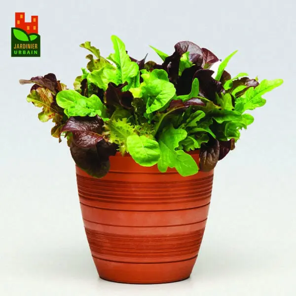 Laitue SimplySalad City Garden ( Lactuca sativa )