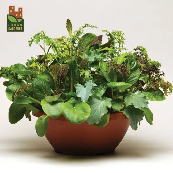 Laitue SimplySalad Wonder Wok ( Lactuca sativa )