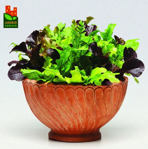 Laitue SimplySalad Alfresco ( Lactuca sativa )
