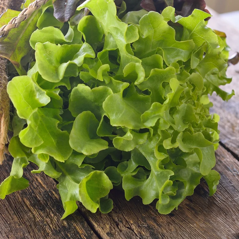 Laitue à feuille de chêne verte ‘Bauer’ ( Lactuca sativa )