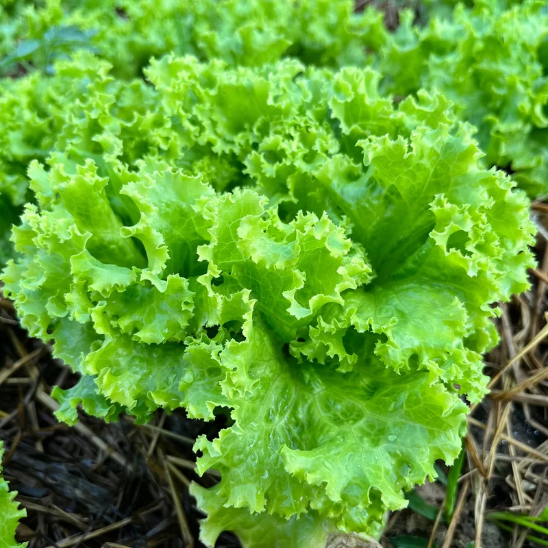 Laitue frisée verte ‘Grand Rapids’ ( Lactuca sativa )