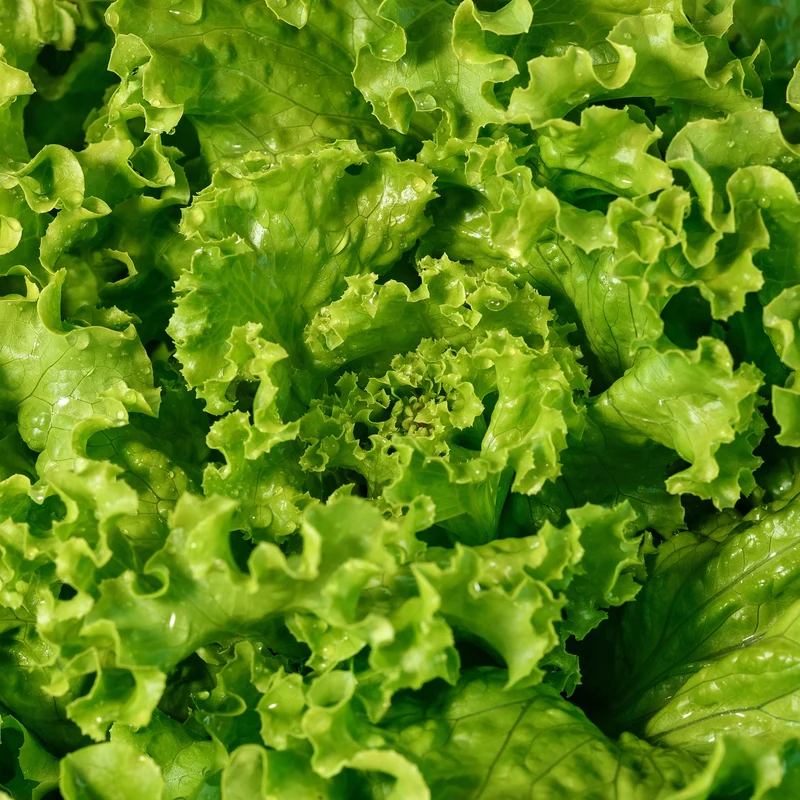 Laitue Bergam's Green ( Lactuca sativa )