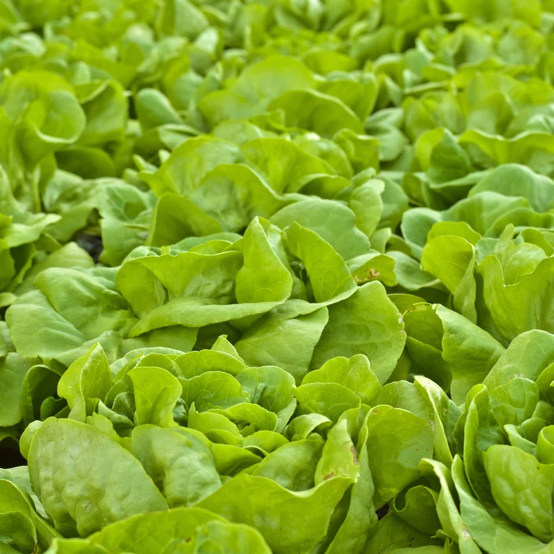 Laitue boston ‘Buttercrunch’ bio ( Lactuca sativa )