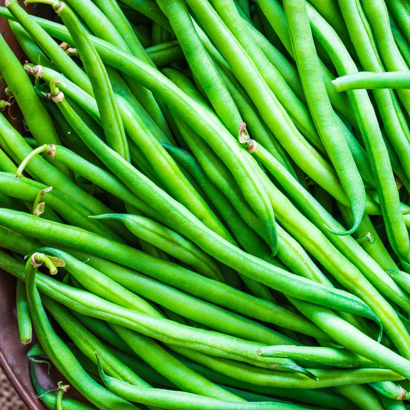 Haricot nain ‘Tendergreen Stringless’ ( Phaseolus vulgaris )