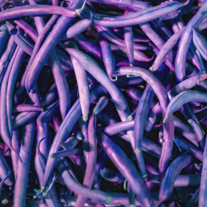 Haricot Nain Royal Burgundy ( Phaseolus vulgaris )