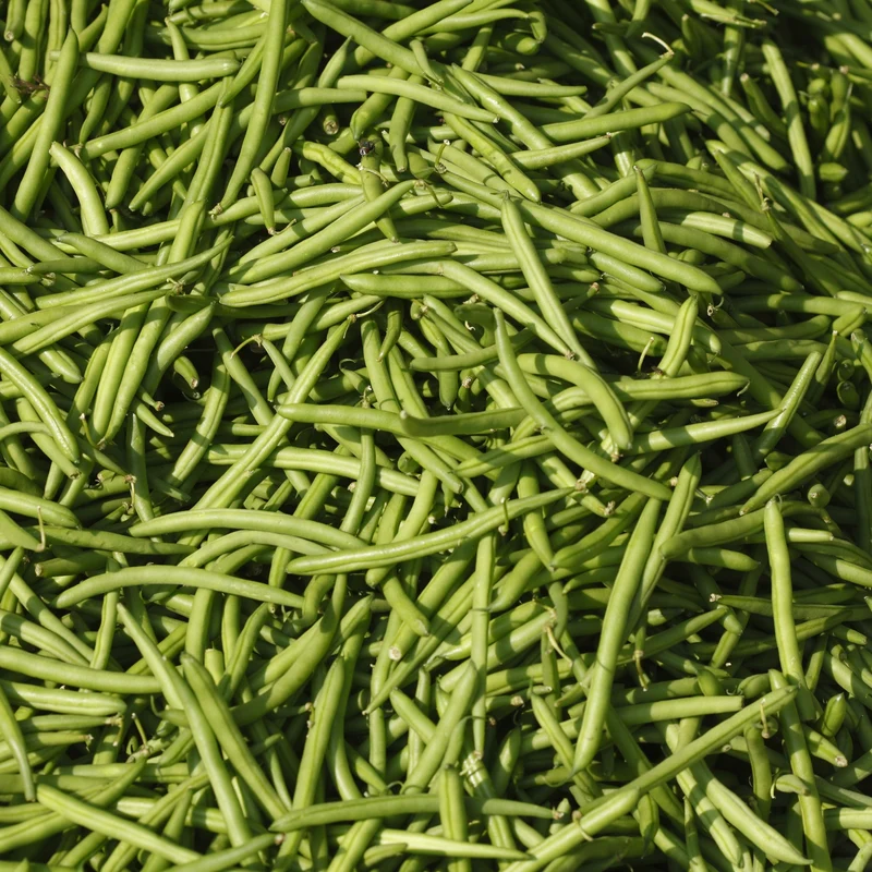 Haricot Nain Hawaii Green Cruiser ( Phaseolus vulgaris )