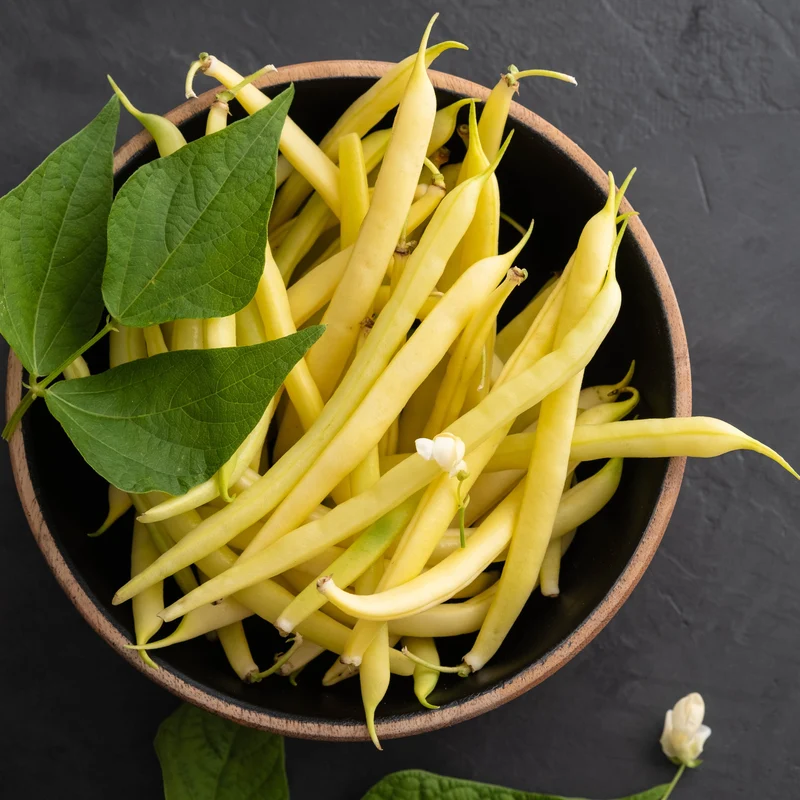 Haricot Nain Rocdor ( Phaseolus vulgaris )