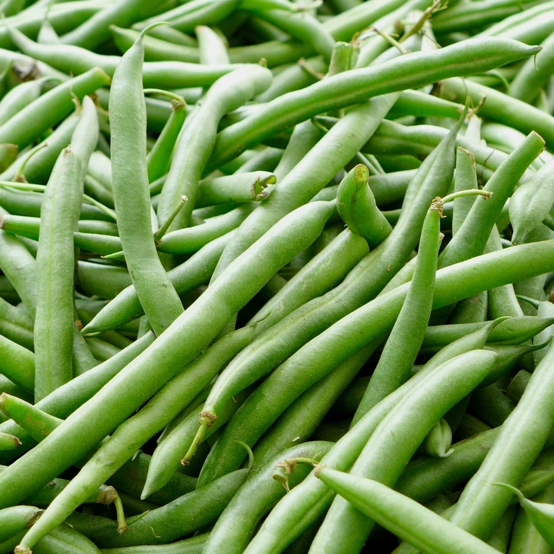 Haricot nain ‘Blue Lake’ ( Phaseolus vulgaris )