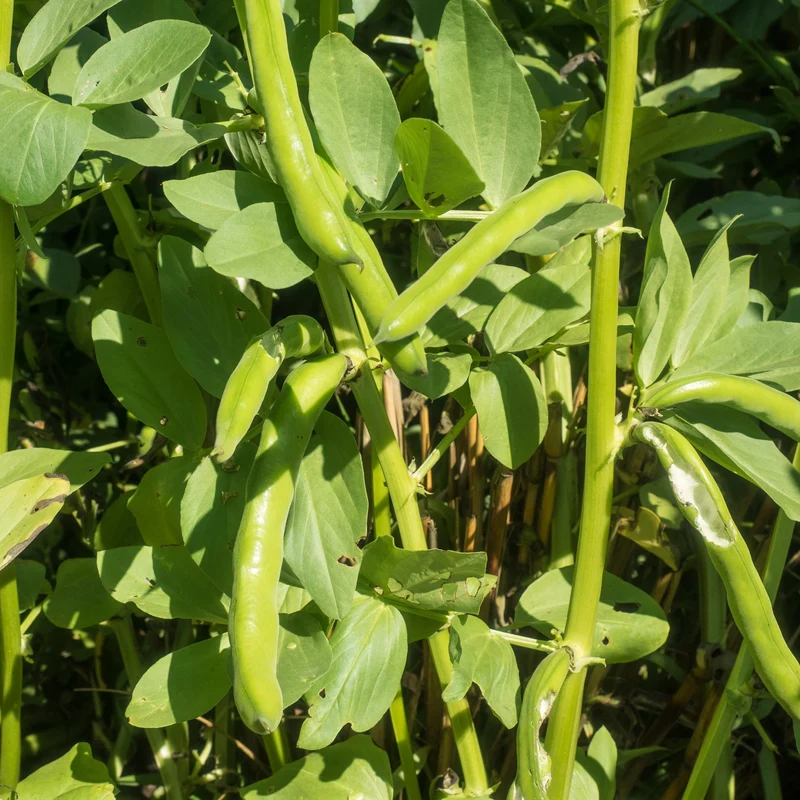 Gourgane ‘Broad Windsor’ ( Vicia faba )