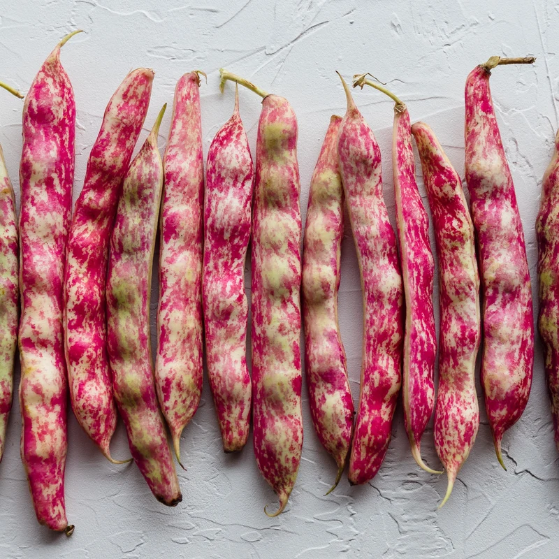 Haricot à écosser Teggia ( Phaseolus vulgaris )