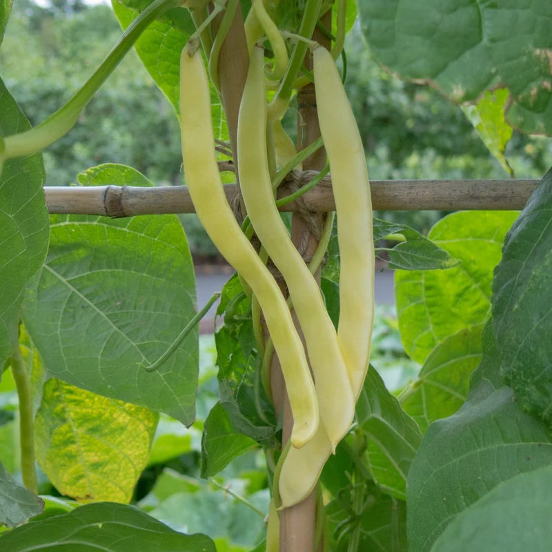 Haricot grimpant ‘Neckargold’ ( Phaseolus vulgaris )