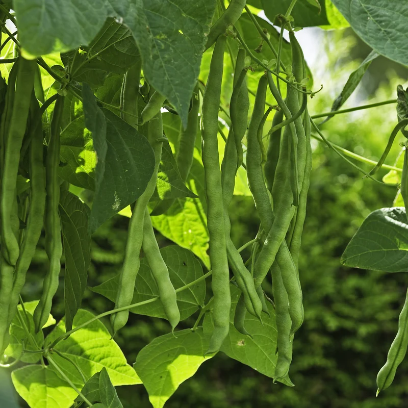 Haricot grimpant ‘Neckarkonigin’ ( Phaseolus vulgaris )