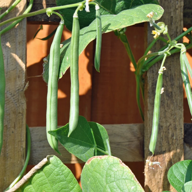 Haricot grimpant ‘Kentucky Blue Vert’ ( Phaseolus vulgaris )