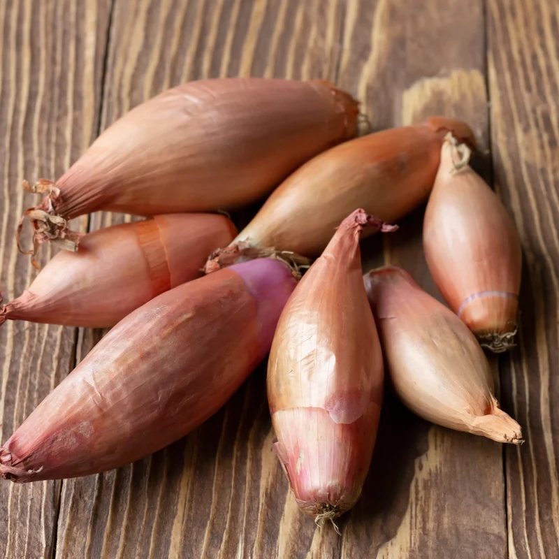 Échalote française ‘Conservor’ F1 bio ( Allium cepa var. aggregatum )
