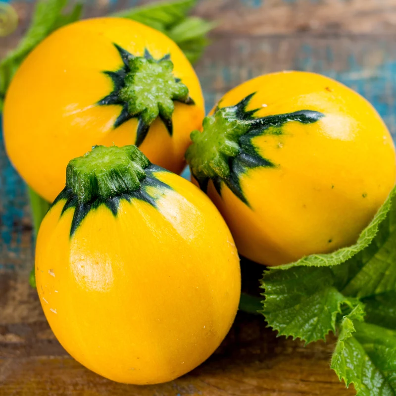 Zucchini rond ‘One Ball’ jaune F1 ( Cucurbita pepo )