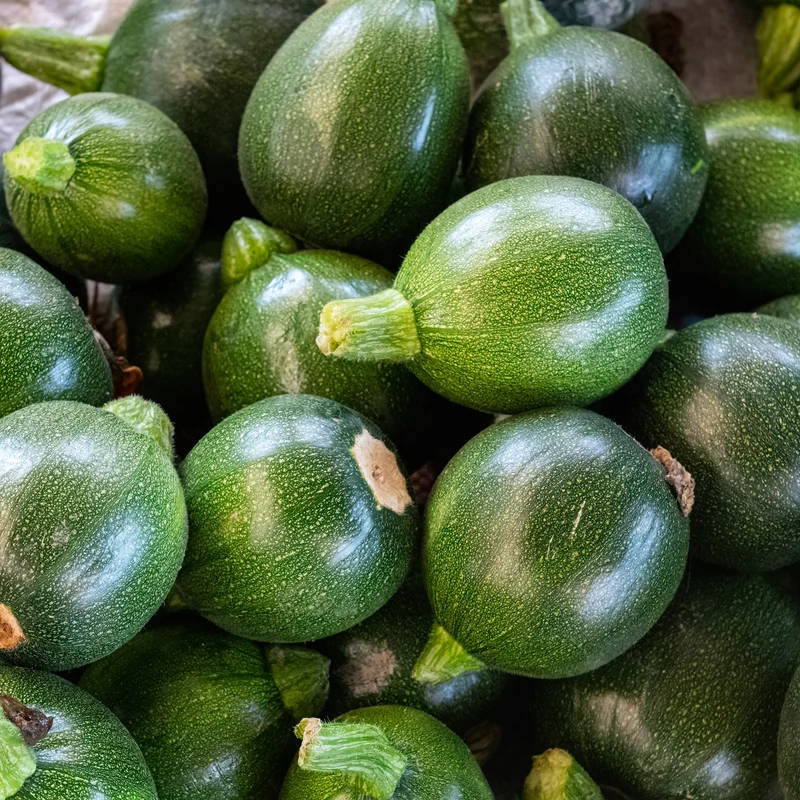 Zucchini rond ‘Eight Ball’ F1 ( Cucurbita pepo )