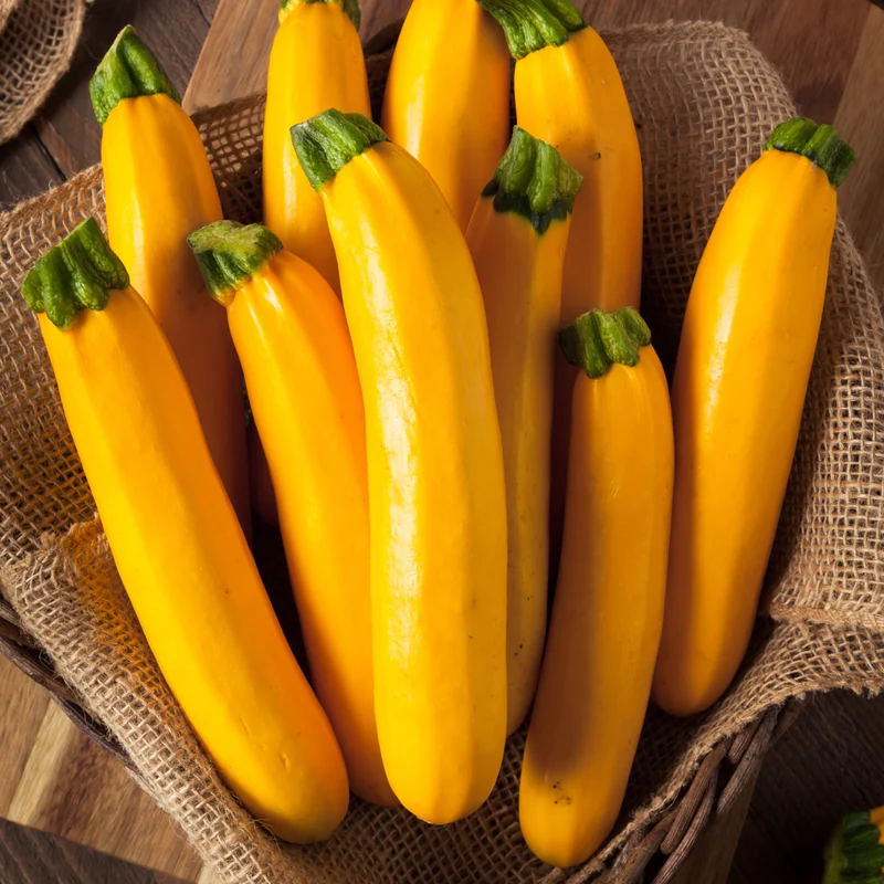 Zucchini ‘Golden Glory’ F1 ( Cucurbita pepo )