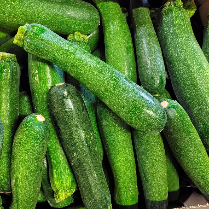 Zucchini ‘Green Machine’ F1 ( Cucurbita pepo )
