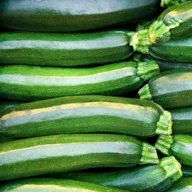Zucchini ‘Easy Pick’ vert F1 ( Cucurbita pepo )