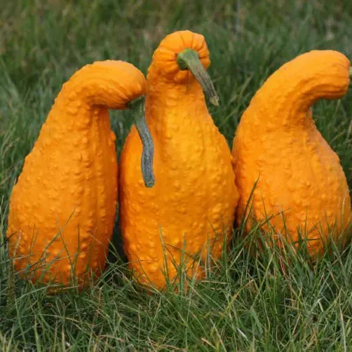 Courge ornementale ‘Ga Ga Ga’ F1 ( Cucurbita pepo )
