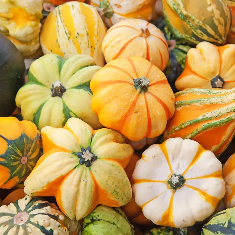 Courge ornementale ‘Galaxy of Stars’ F1 ( Cucurbita pepo )