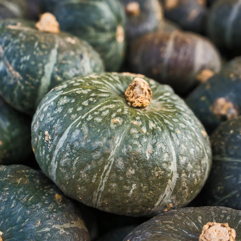 Courge ‘Kabocha Sweet Mama’ F1 ( Cucurbita maxima )