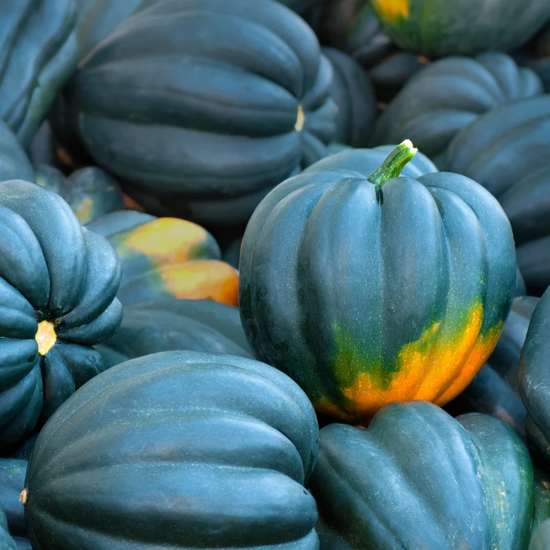 Courge ‘Table Queen’ bio ( Cucurbita pepo )