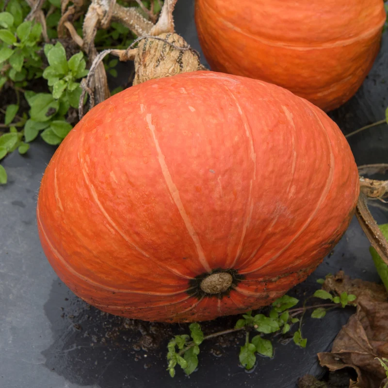 Courge ‘Sunshine’ F1 ( Cucurbita maxima )