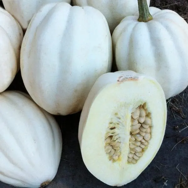 Courge ‘Mashed Potatoes’ F1 ( Cucurbita pepo )