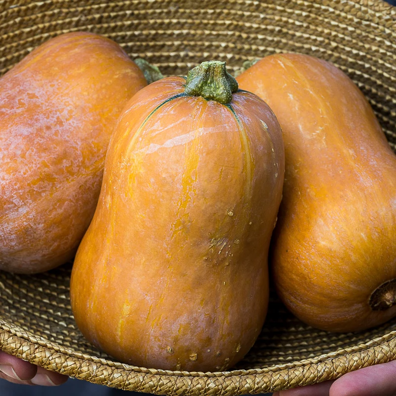 Courge ‘Honeynut’ ( Cucurbita moschata )