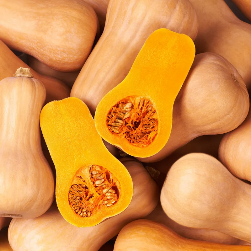 Courge ‘Butternut Havana’ F1 bio ( Cucurbita moschata )