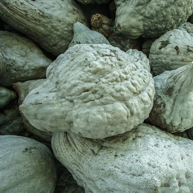 Courge ‘Heavenly Hubbard’ F1 ( Cucurbita maxima )
