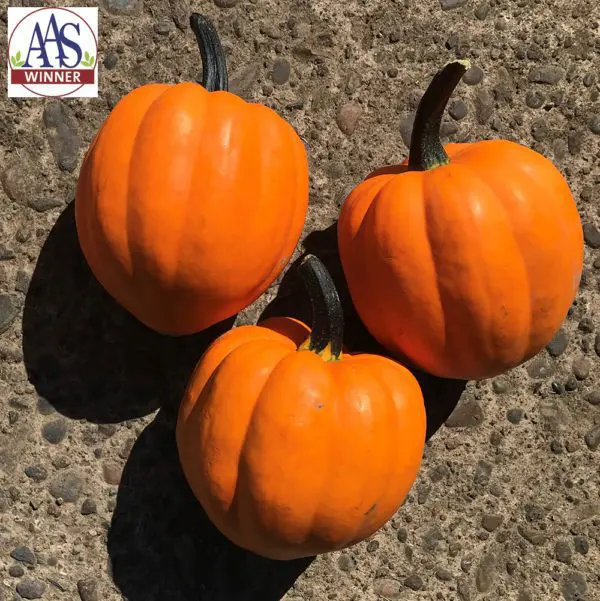Courge ‘Goldilocks’ F1 ( Cucurbita pepo )