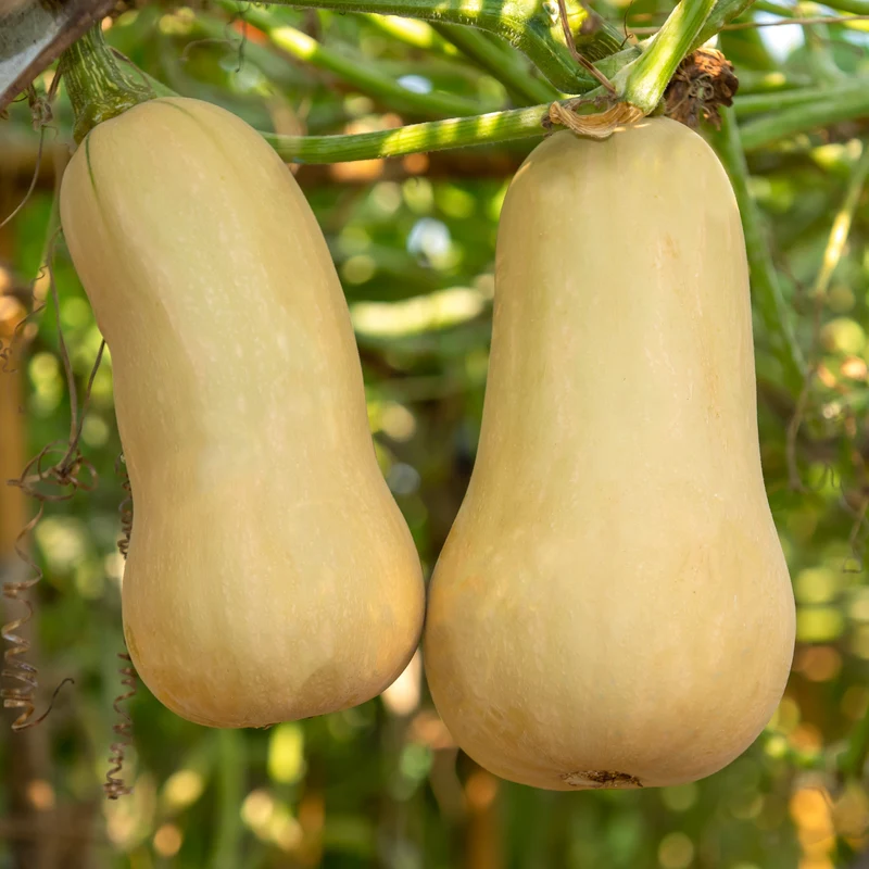 Courge ‘Butternut Ceres’ F1 ( Cucurbita moschata )