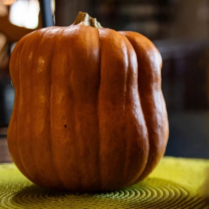 Courge ‘Autumn Frost’ F1 ( Cucurbita moschata )