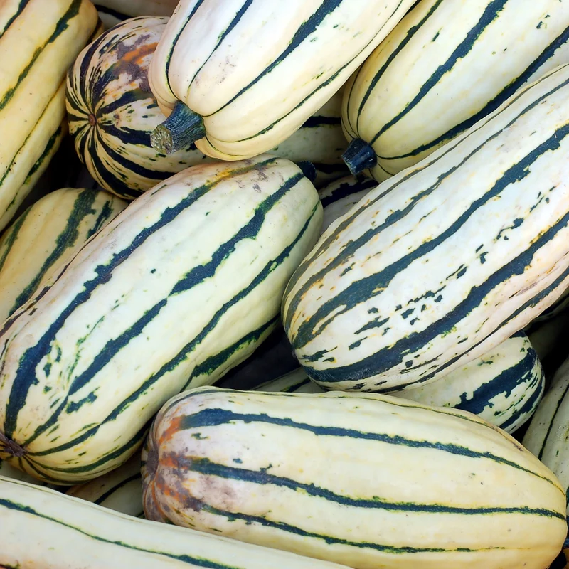 Courge ‘Bush Delicata’ ( Cucurbita pepo )