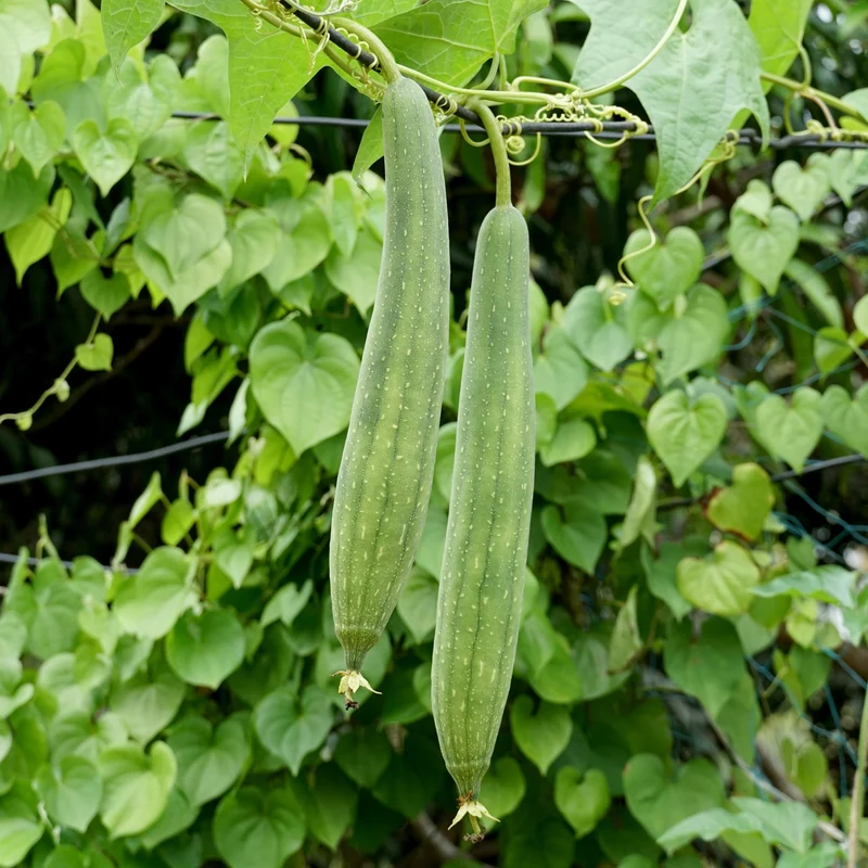Courge luffa ‘Zou Sing’ ( Luffa )