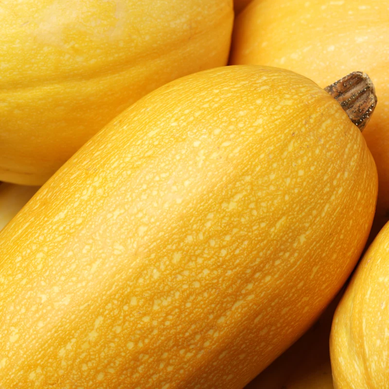 Courge ‘Spaghetti’ bio ( Cucurbita pepo )
