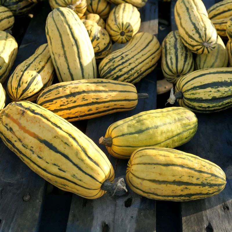 Courge ‘Stripetti’ F1 ( Cucurbita pepo )