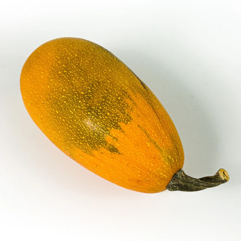 Courge ‘Orangetti’ F1 ( Cucurbita pepo )